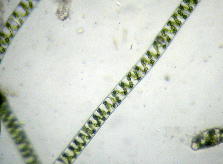 Alghe 3: Spirogyra sp